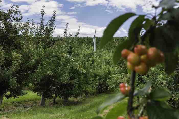 Frost protected orchard 1