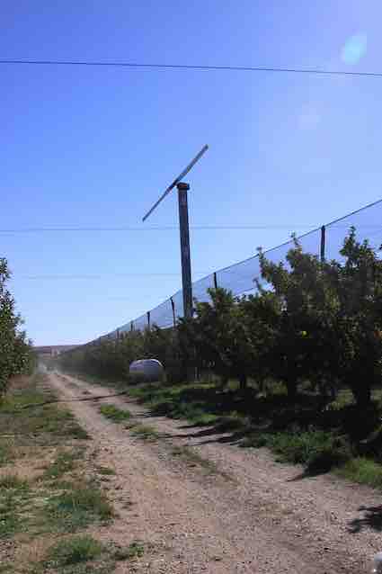 Frost protected orchard 10
