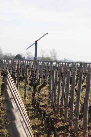 Frost protected orchard 6