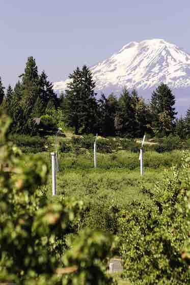 Frost protected orchard 7