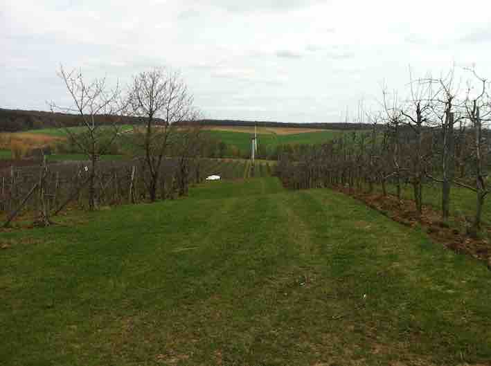 Protect your orchard 1