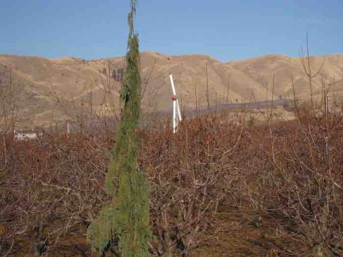 Real frost protection 6